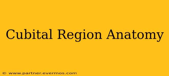 Cubital Region Anatomy