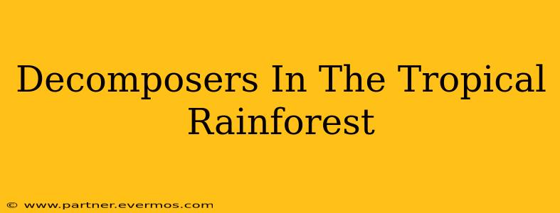 Decomposers In The Tropical Rainforest