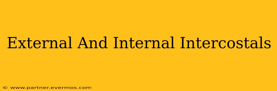 External And Internal Intercostals
