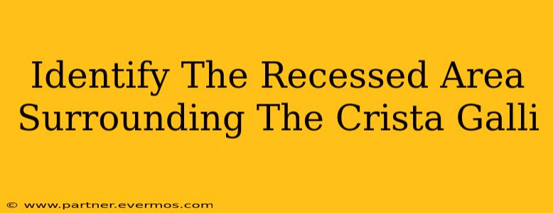 Identify The Recessed Area Surrounding The Crista Galli