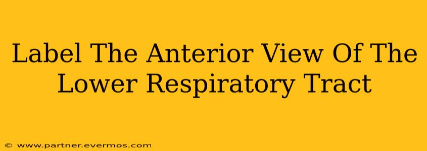 Label The Anterior View Of The Lower Respiratory Tract