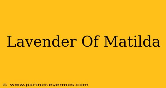 Lavender Of Matilda