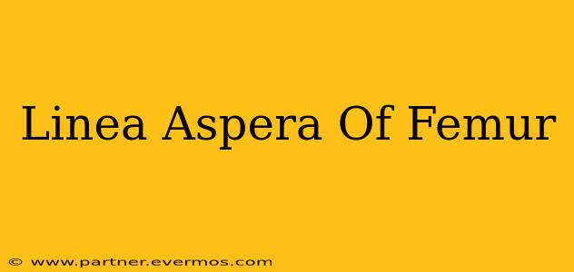 Linea Aspera Of Femur