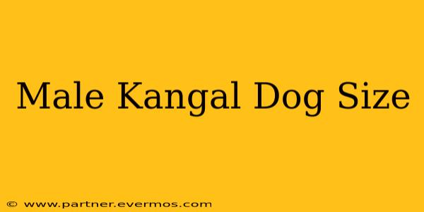 Male Kangal Dog Size