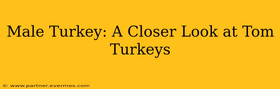 Male Turkey: A Closer Look at Tom Turkeys