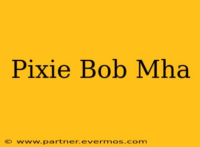 Pixie Bob Mha