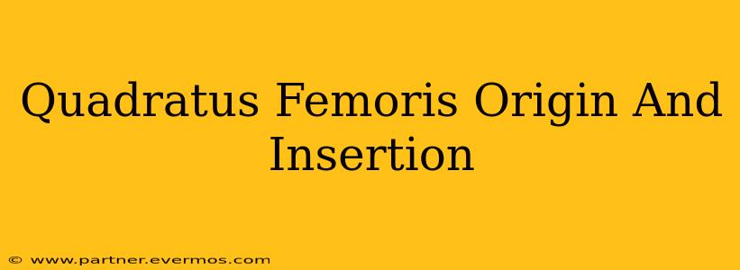 Quadratus Femoris Origin And Insertion
