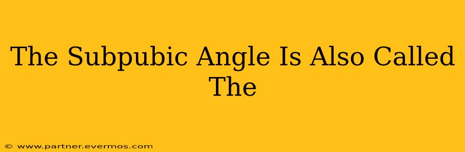 The Subpubic Angle Is Also Called The