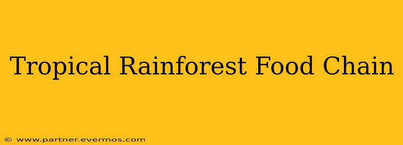 Tropical Rainforest Food Chain