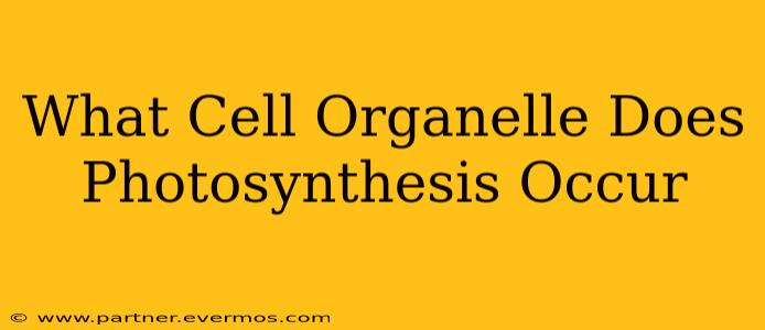 What Cell Organelle Does Photosynthesis Occur