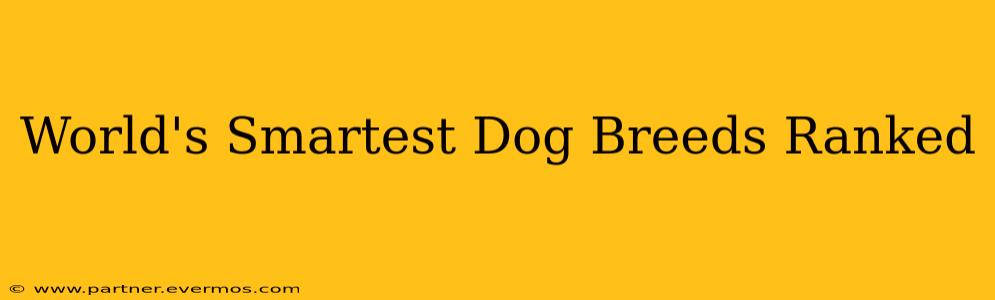 World's Smartest Dog Breeds Ranked